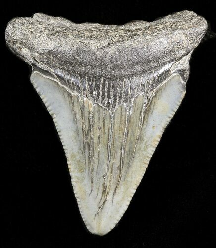 Juvenile Megalodon Tooth - South Carolina #45847